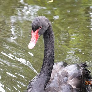 Black Swan (Cygnus atratus)