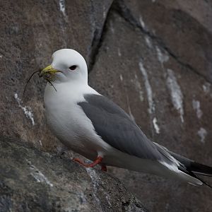 Red-legged Kittiwake/ Rissa brevirostris