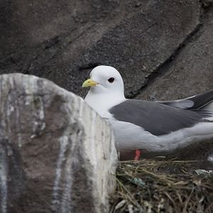 Red-legged Kittiwake/ Rissa brevirostris