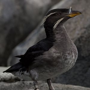 Rhinoceros Auklet/ Cerorhinca monocerata