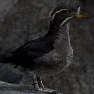 Rhinoceros Auklet/ Cerorhinca monocerata