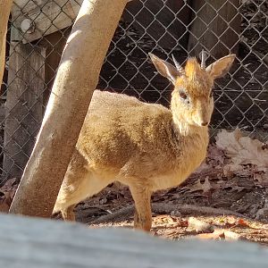 Gunther's Dik-Dik(Madoqua guentheri)