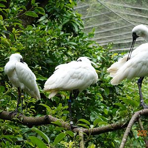 Black-faced Spoonbill (Platalea minor)