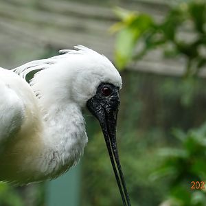 Black-faced Spoonbill (Platalea minor)