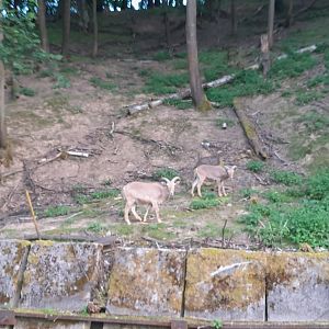 Barbary sheep
