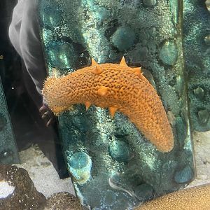 Orange Sea Cucumber