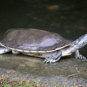 Hilaire’s Side-necked Turtle (Phrynops hilarii)