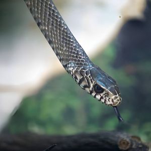 Oriental Ratsnake (Ptyas mucosa)