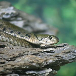 Yellow-spotted Keelback Water Snake (Fowlea flavipunctatus)