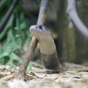 Brown Banded Cobra (Naja fuxi)