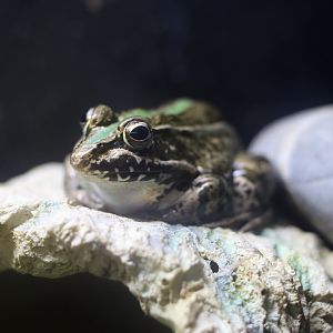 Black-spotted Pond Frog (Pelophylax nigromaculatus)