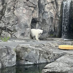 Polar Bear