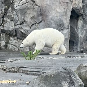 Polar Bear