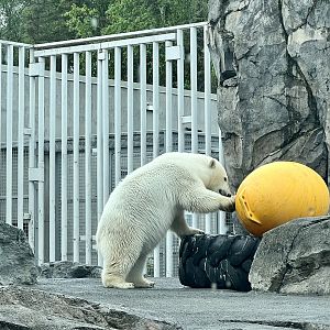 Polar Bear Enrichment