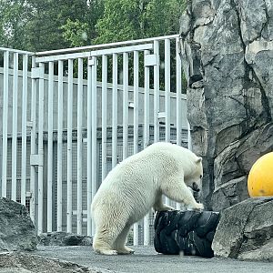 Polar Bear Enrichment