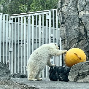 Polar Bear Enrichment