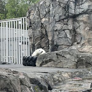 Polar Bear Exhibit