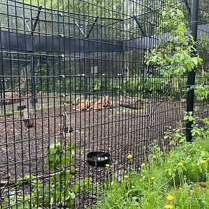 Moose Calf Enclosure