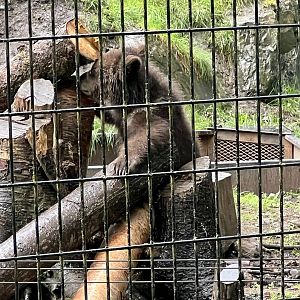 Brown Bear Cub