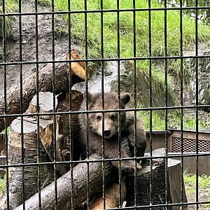 Brown Bear Cub