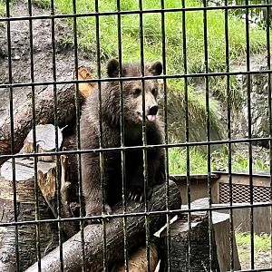 Brown Bear Cub