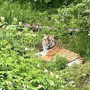 Amur Tiger