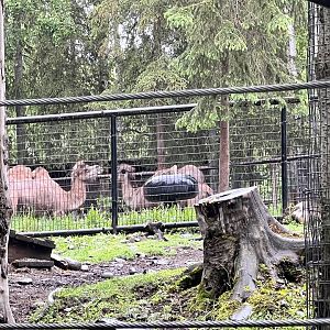 Bactrian Camels