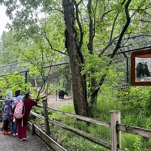 Viewing the American Black Bear