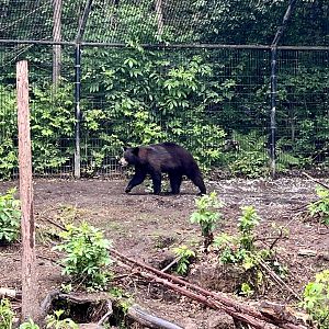 American Black Bear