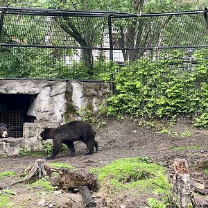 American Black Bears