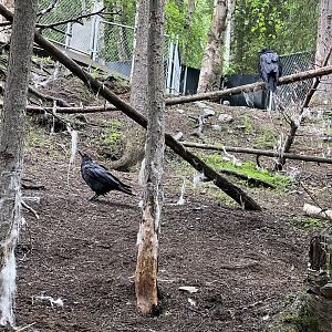 Common Ravens in Mountain Goat Exhibit