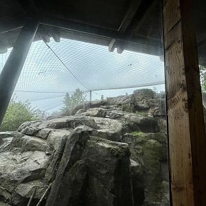 Snow Leopard Exhibit