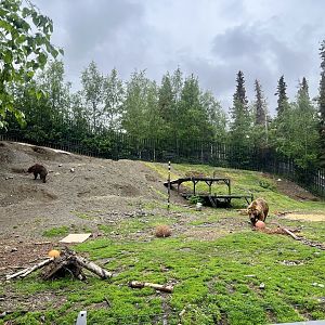 Brown Bear Exhibit