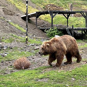 Brown Bear