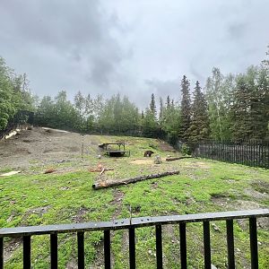 Brown Bear Exhibit