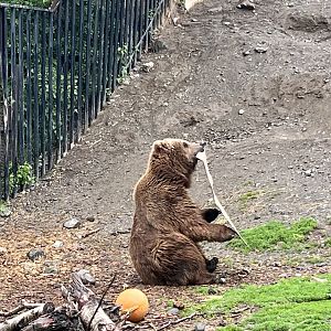 Brown Bear Enrichment