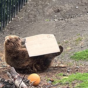 Brown Bear Enrichment