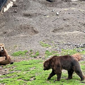 Brown Bears