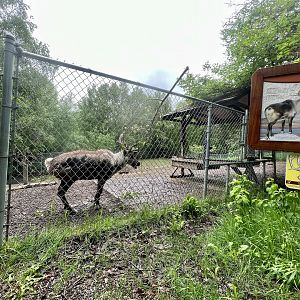 Caribou Exhibit