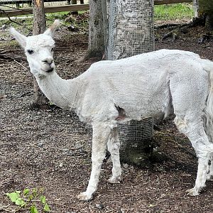Alpaca