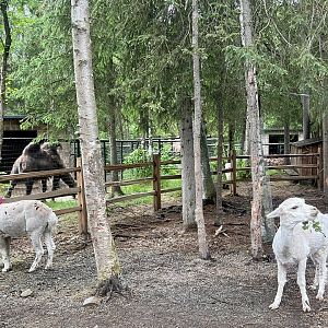Alpacas