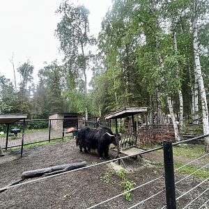 Domestic Yak