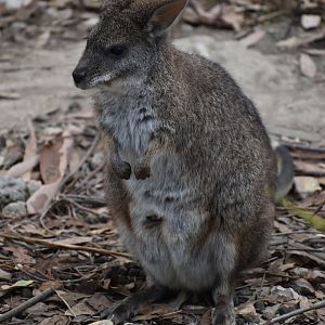 Parma Wallaby - Notamacropus parma