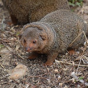 Common Dwarf Mongoose - Helogale parvula