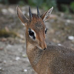 Kirk's dik-dik - Madoqua kirkii