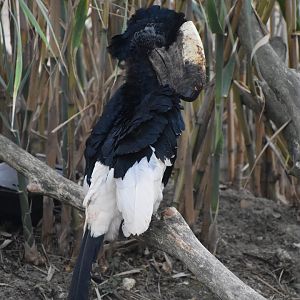 Black-and-white-casqued Hornbill - Bycanistes subcylindricus