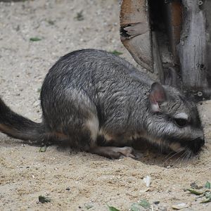 Plains Viscacha - Lagostomus maximus