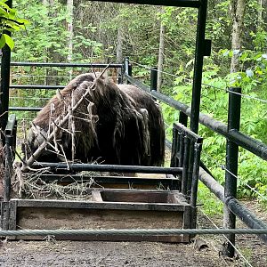 Musk Ox