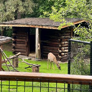 Sitka Black-tailed Deer