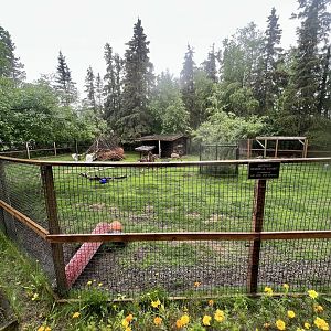 Sitka Black-tailed Deer Exhibit
